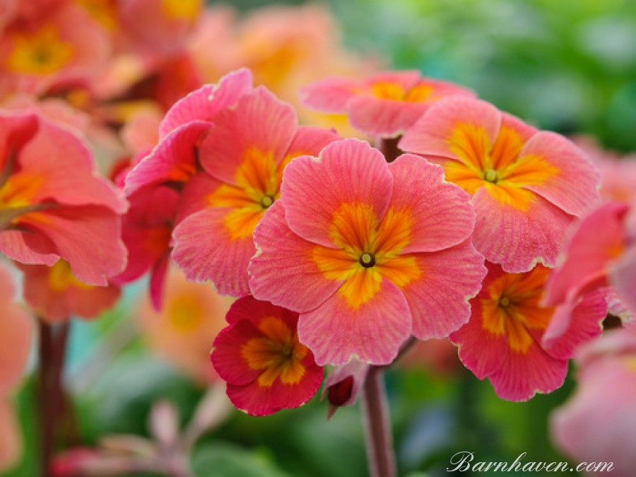 Polyanthus primrose Desert Sunset